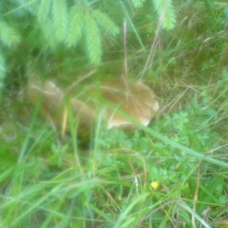 Gasthuis аня рома *