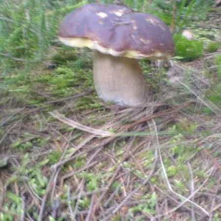 аня рома Gasthuis Lazeshchyna