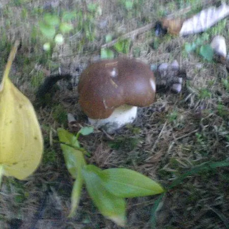 аня рома Gasthuis