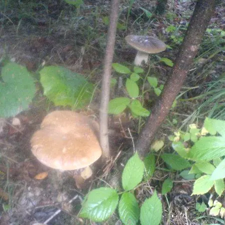 аня рома Lazeshchyna