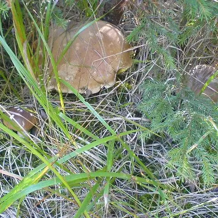 аня рома Gasthuis