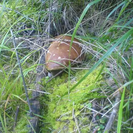 аня рома Gasthuis Lazeshchyna