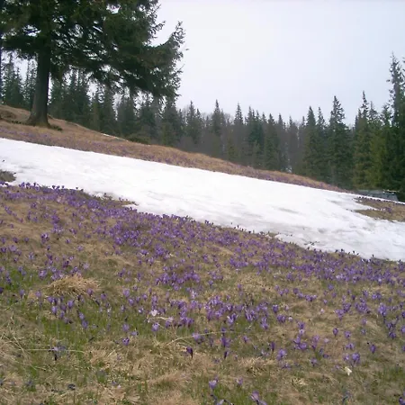 Gasthuis аня рома