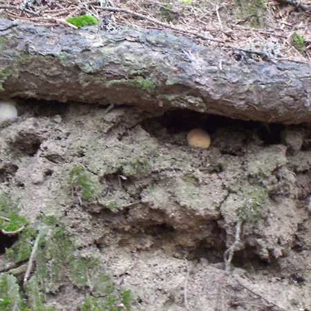 аня рома Gasthuis *