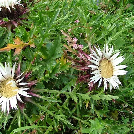 Gasthuis аня рома *