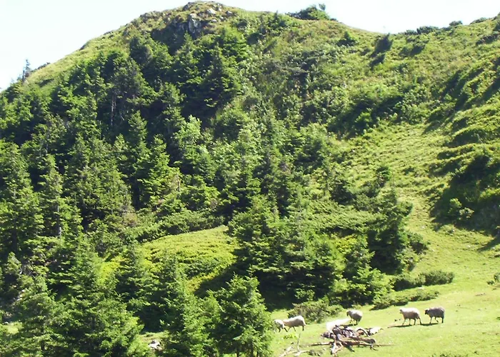 аня рома Lazeshchyna