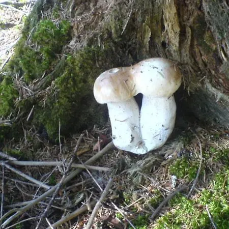 аня рома Konukevi *