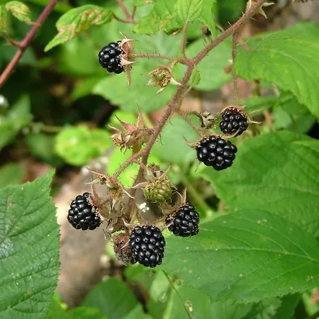 аня рома Konukevi