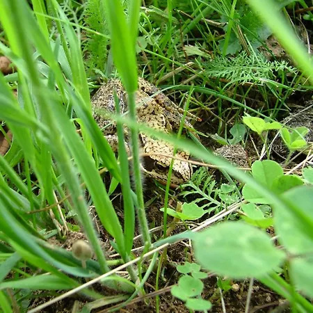 аня рома Konukevi Lazeshchyna