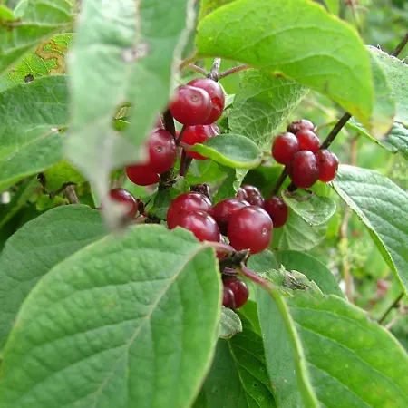 аня рома Konukevi Lazeshchyna